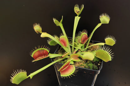 Dionaea muscipula DC-XL