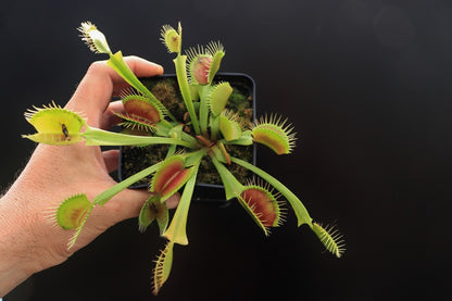 Dionaea muscipula "XL"