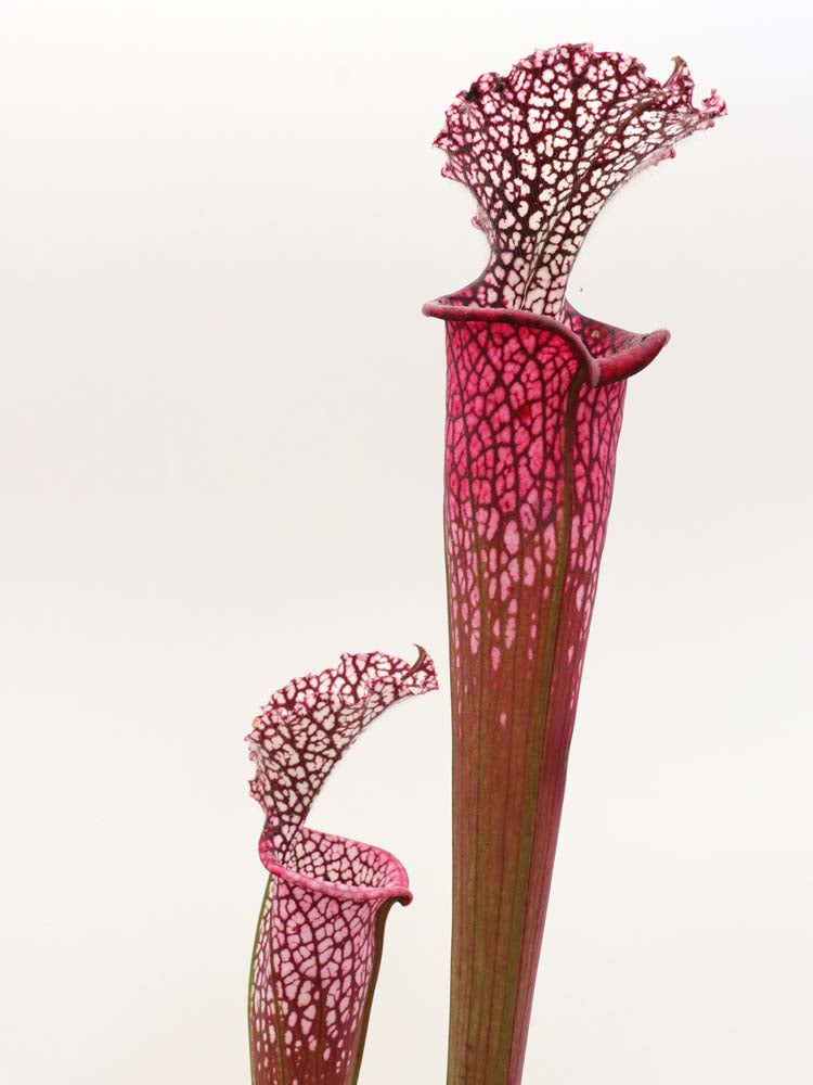 Sarracenia leucophylla 'Dionne'