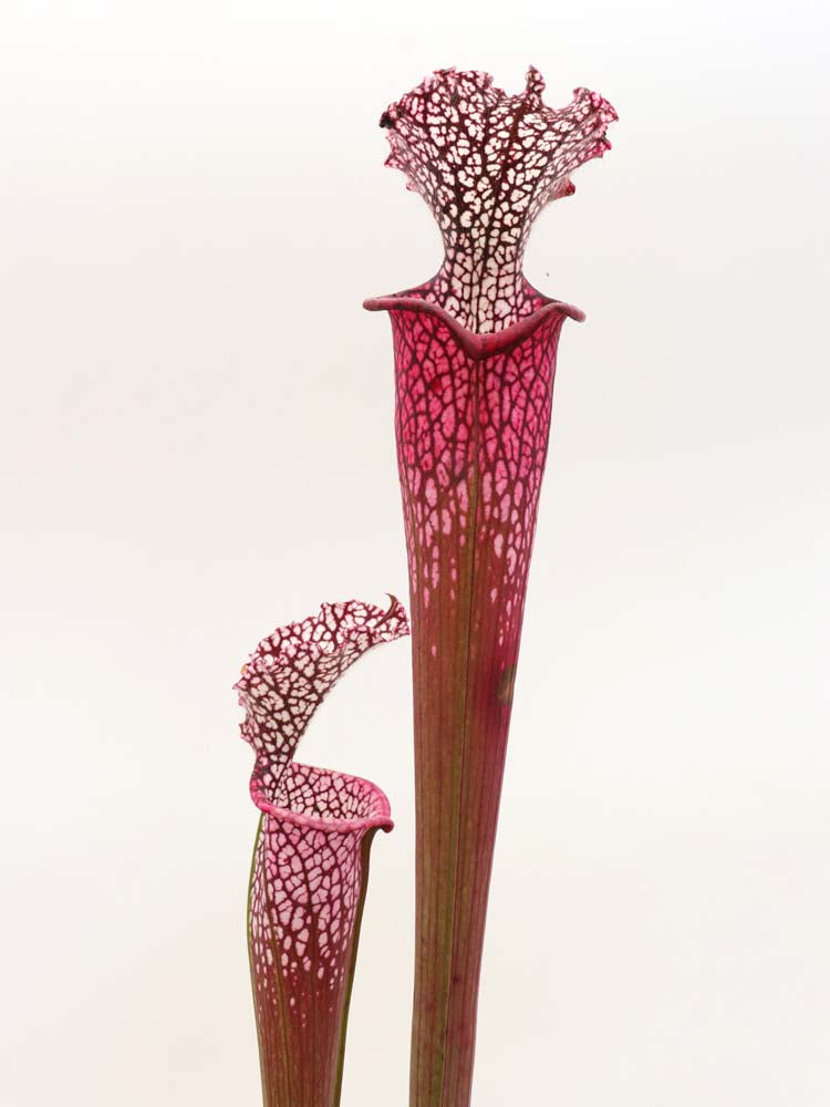 Sarracenia leucophylla 'Dionne'