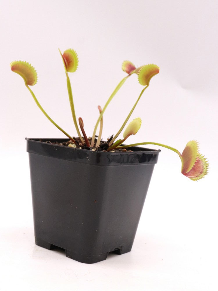 Dionaea muscipula  clone 021 Carnivoria