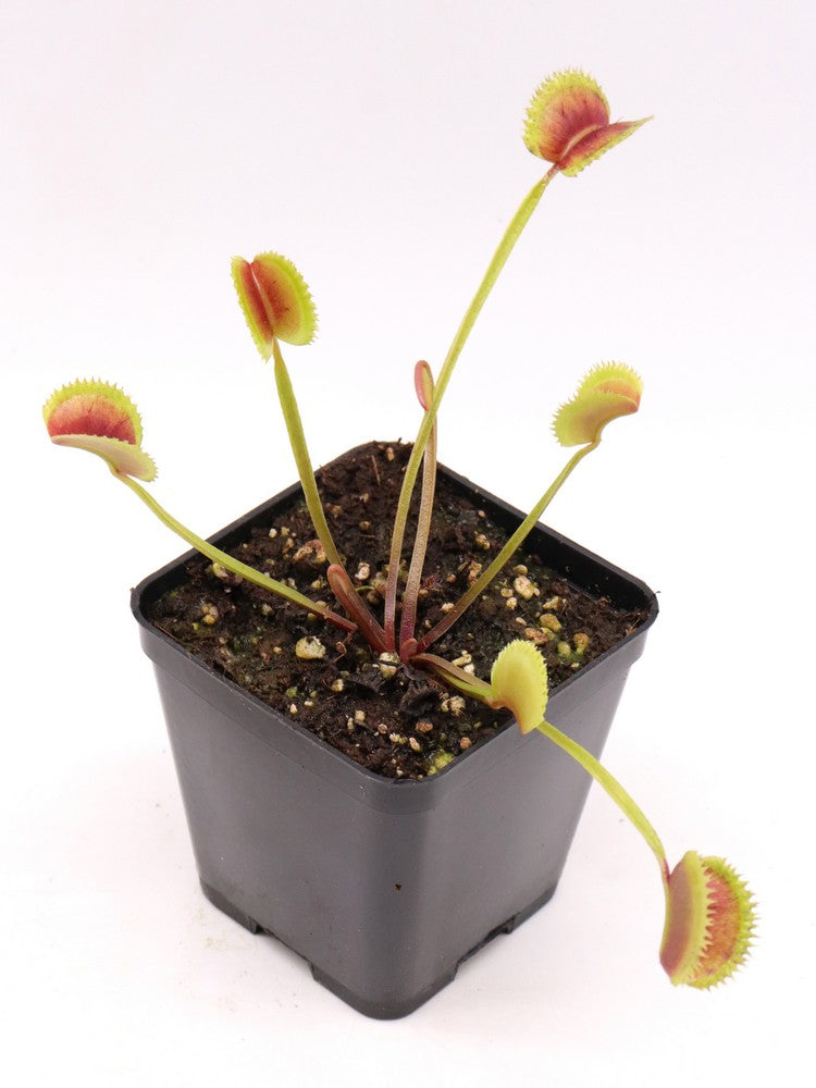 Dionaea muscipula  clone 021 Carnivoria