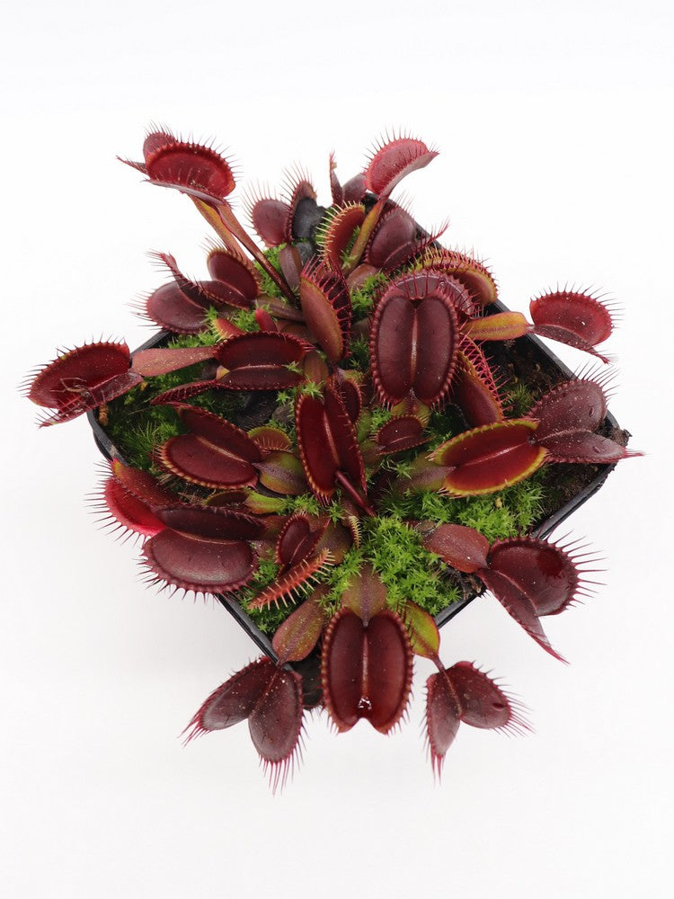 Dionaea muscipula 'Akai ryu'