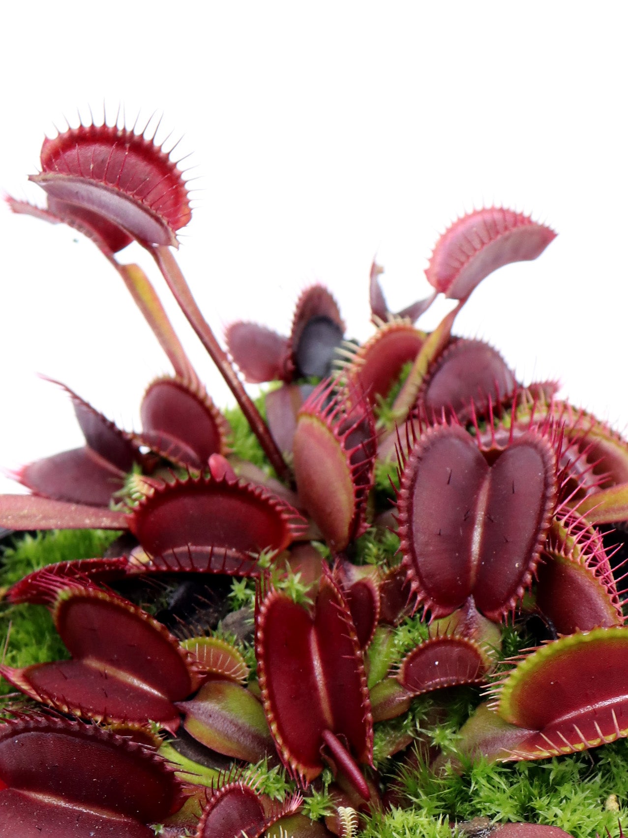 Dionaea muscipula 'Red Dragon'