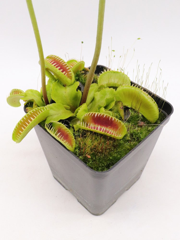 Dionaea muscipula "GC Alien"