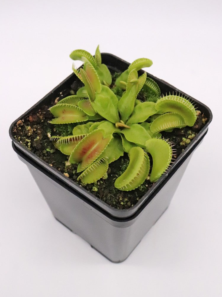 Dionaea muscipula 'Alien'