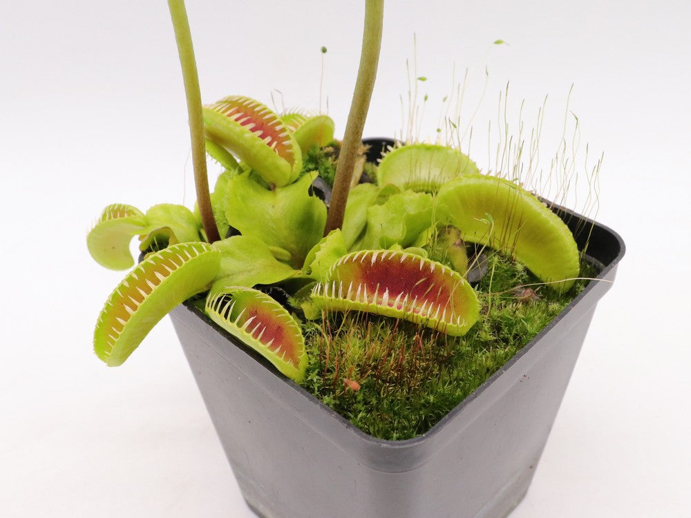 Dionaea muscipula "GC Alien"