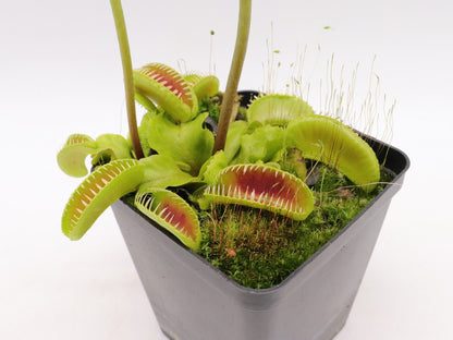 Dionaea muscipula "GC Alien"