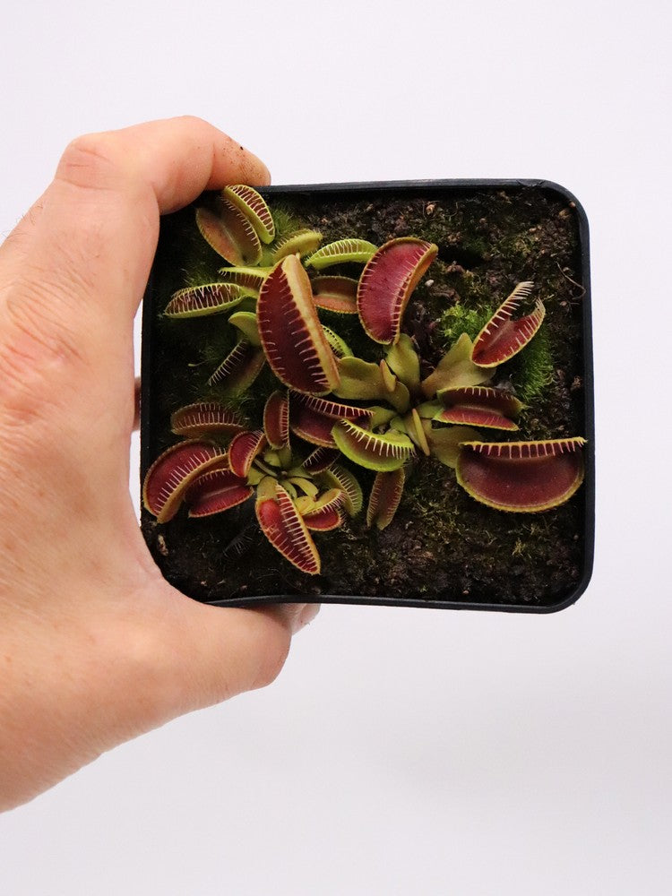 Dionaea muscipula 'Alien'