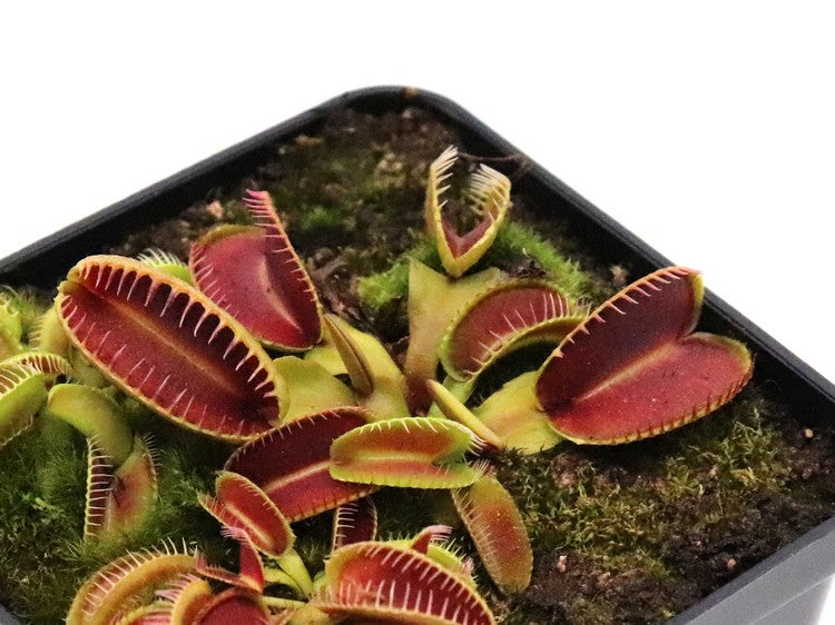 Dionaea muscipula 'Alien'