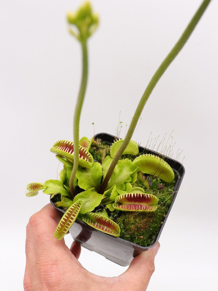 Dionaea muscipula "GC Alien"