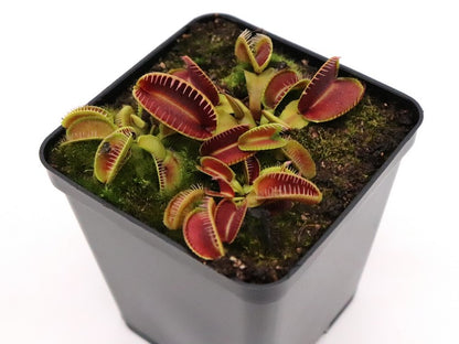 Dionaea muscipula 'Alien'