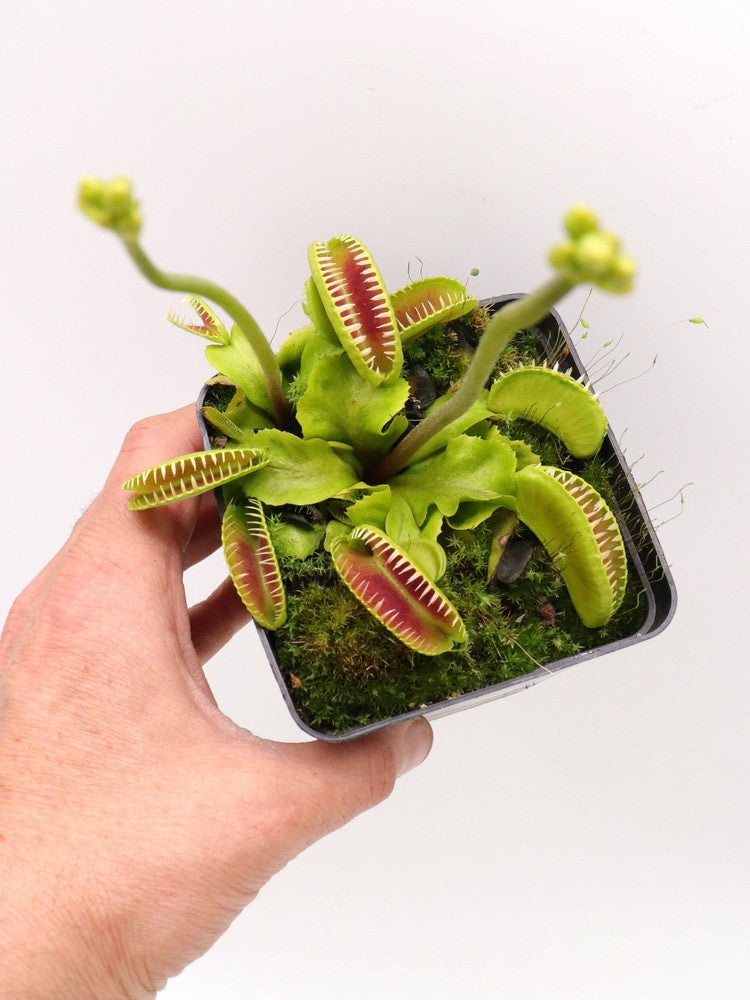 Dionaea muscipula "GC Alien"