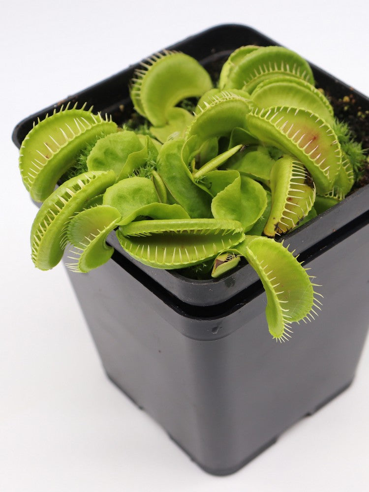 Dionaea muscipula "GC Alien"