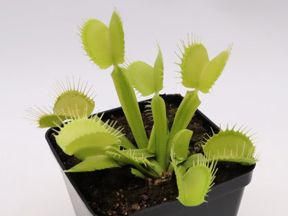 Dionaea muscipula "All green giant"