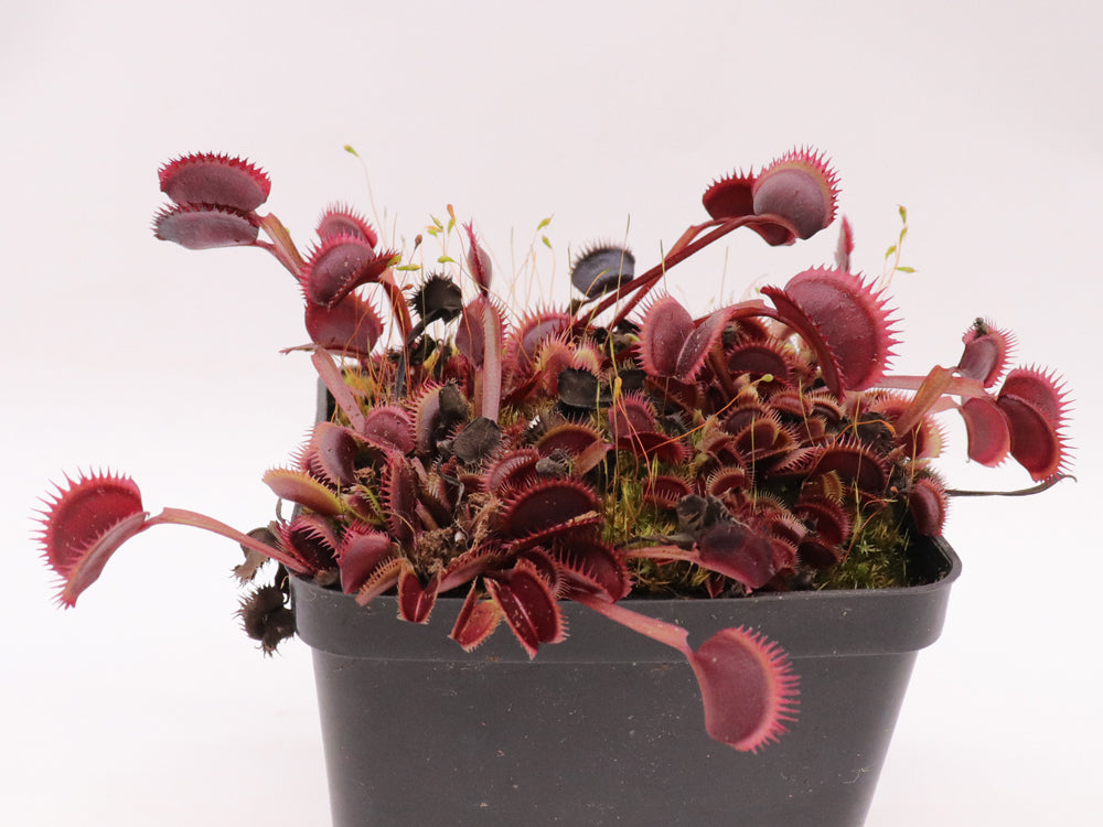 Dionaea muscipula "Amteborus"