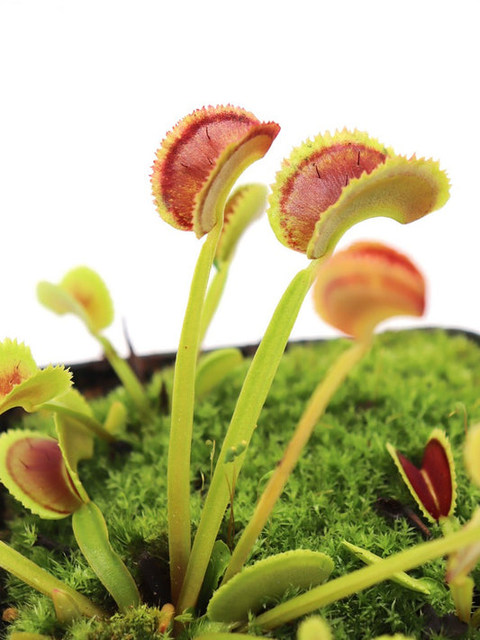 Dionaea muscipula "Bear trap"