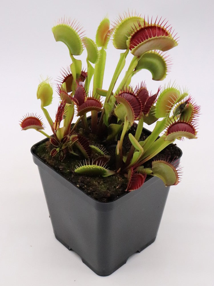 Dionaea muscipula "Bimbo"