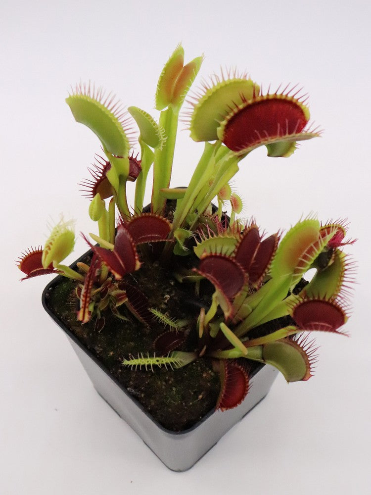 Dionaea muscipula "Bimbo"