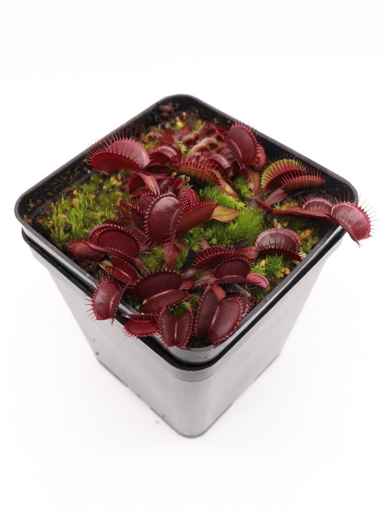 Dionaea muscipula "Clayton's Volcanic red"