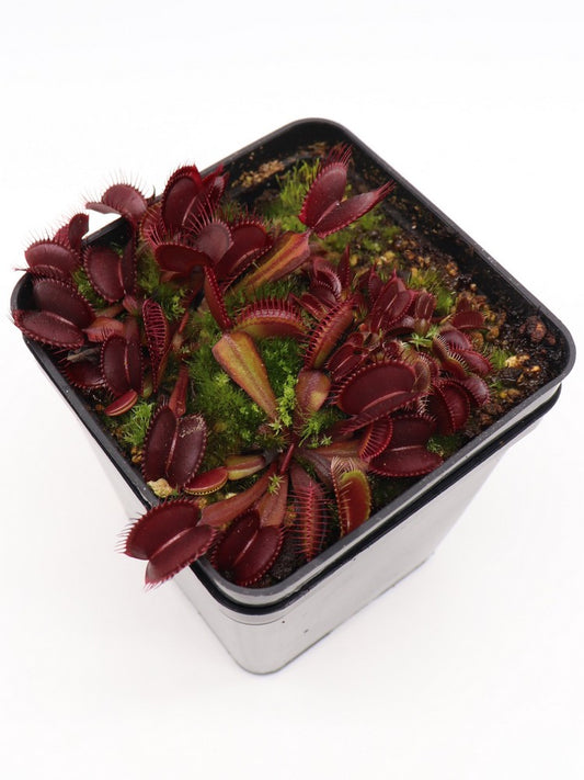 Dionaea muscipula "Clayton's Volcanic red"