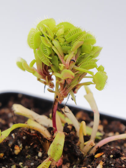 Dionaea muscipula "Cluster trap"