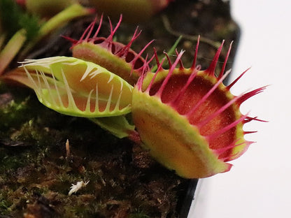 Dionaea muscipula 'Cross teeth'