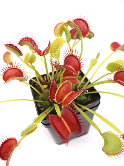 Dionaea muscipula 'Dingley giant'