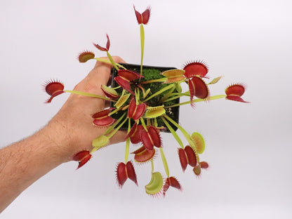 Dionaea muscipula 'Dingley giant'