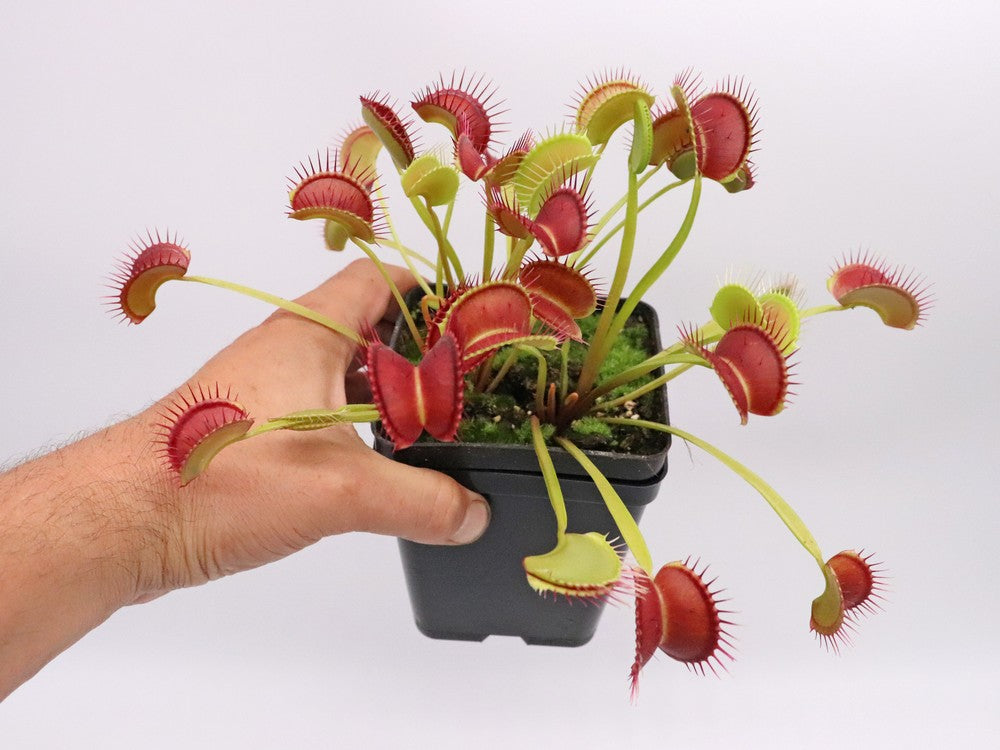 Dionaea muscipula 'Dingley giant'