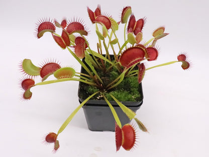 Dionaea muscipula 'Dingley giant'