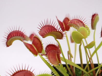 Dionaea muscipula 'Dingley giant'