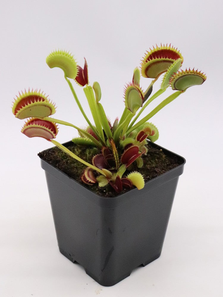 Venus flytrap 'Dracula'