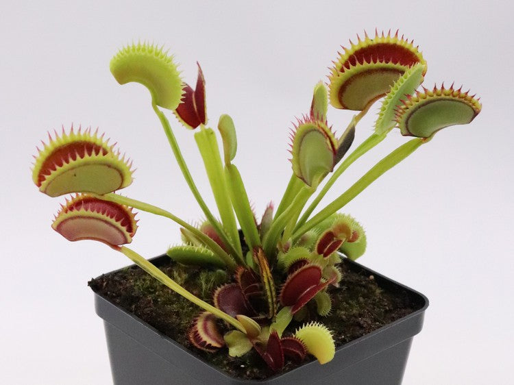 Venus flytrap 'Dracula'