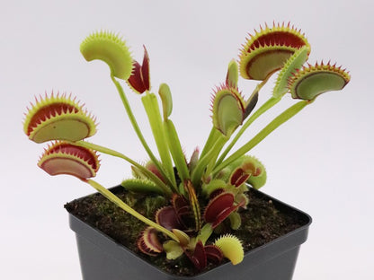 Dionaea muscipula 'Dracula'