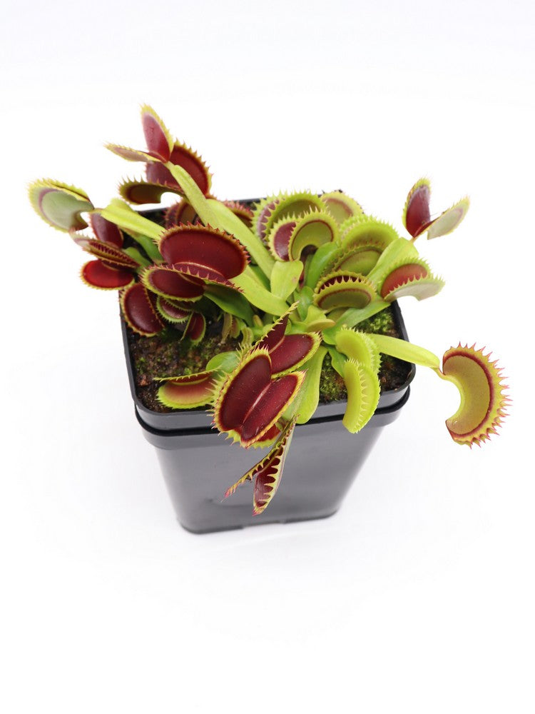 Dionaea muscipula 'Dracula'