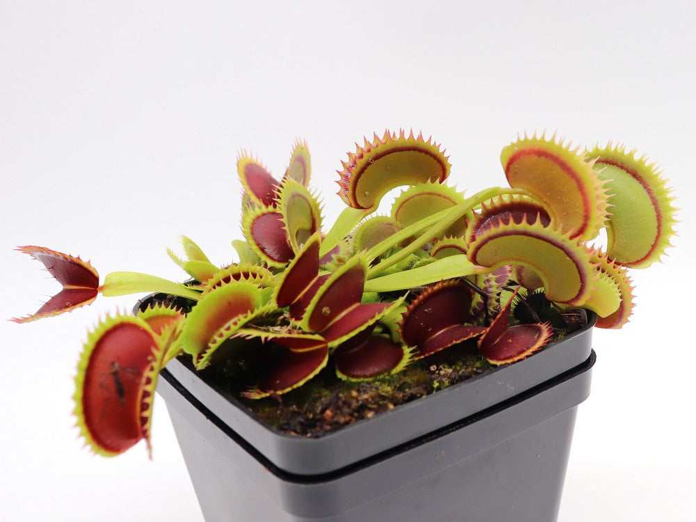 Venus flytrap 'Dracula'