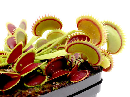 Dionaea muscipula 'Dracula'