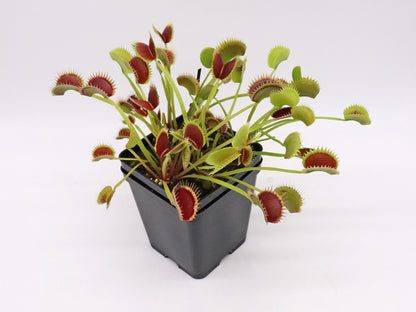 Dionaea muscipula "Fake dracula"