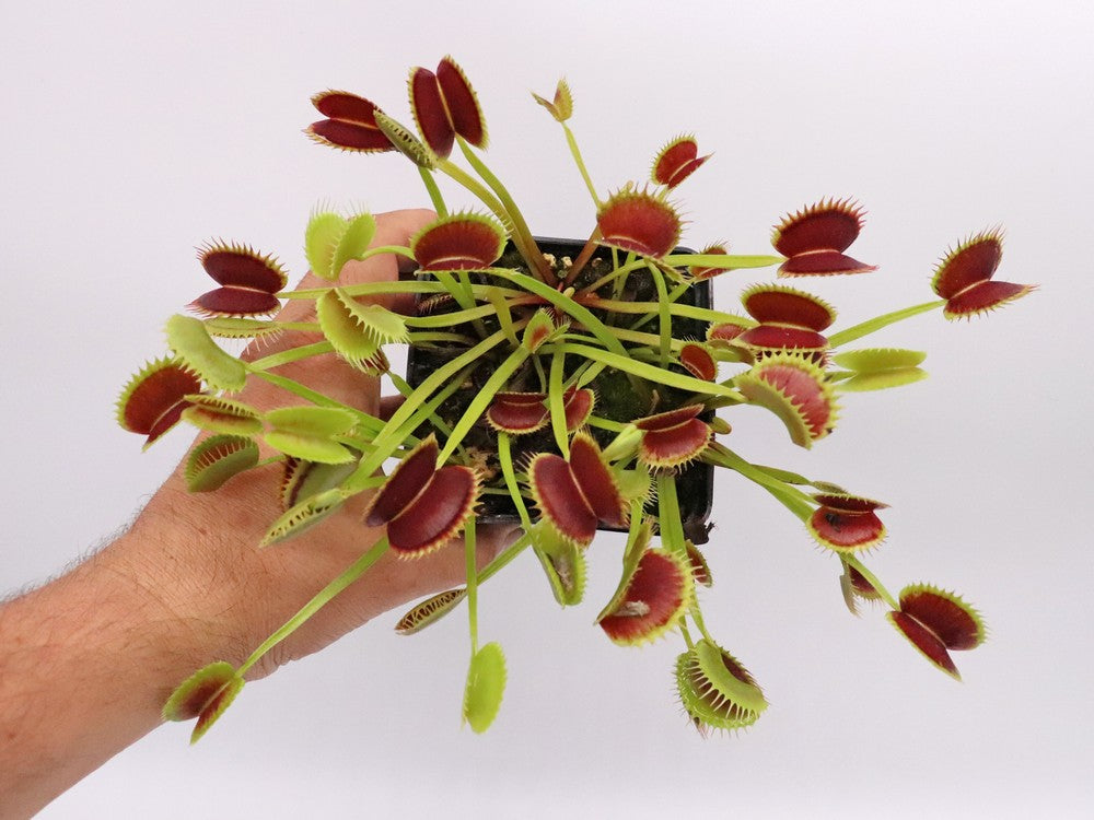 Dionaea muscipula "Fake dracula"