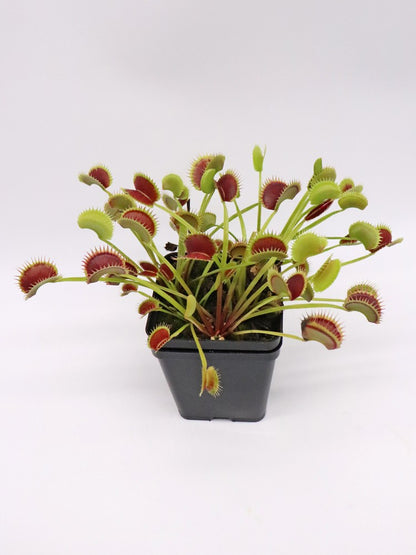 Dionaea muscipula "Fake dracula"