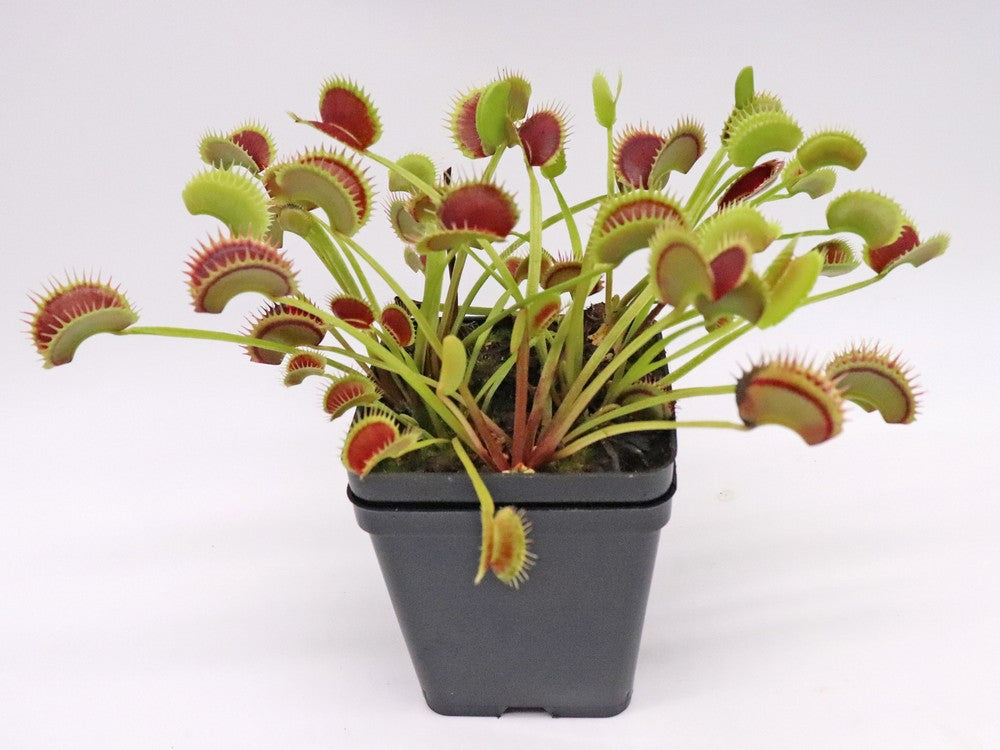 Dionaea muscipula "Fake dracula"