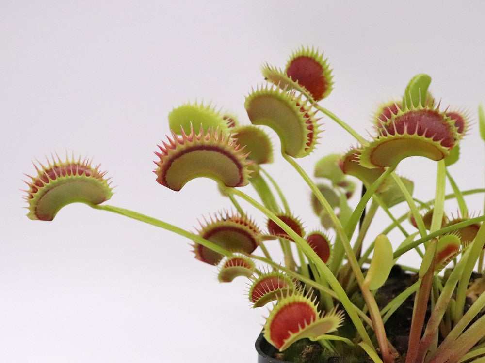 Dionaea muscipula "Fake dracula"