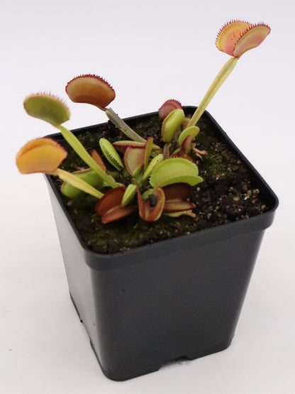 Dionaea muscipula "CK Feather teeth"