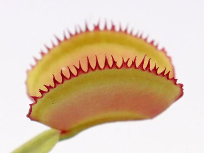 Dionaea muscipula "CK Feather teeth"