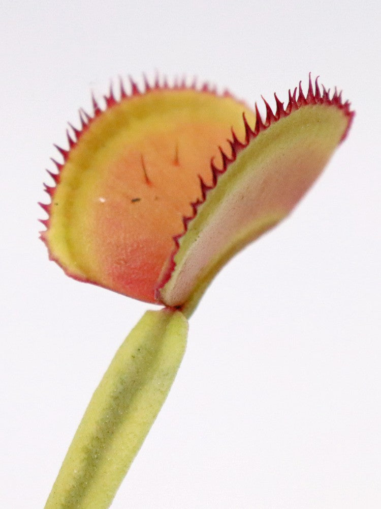 Dionaea muscipula "CK Feather teeth"