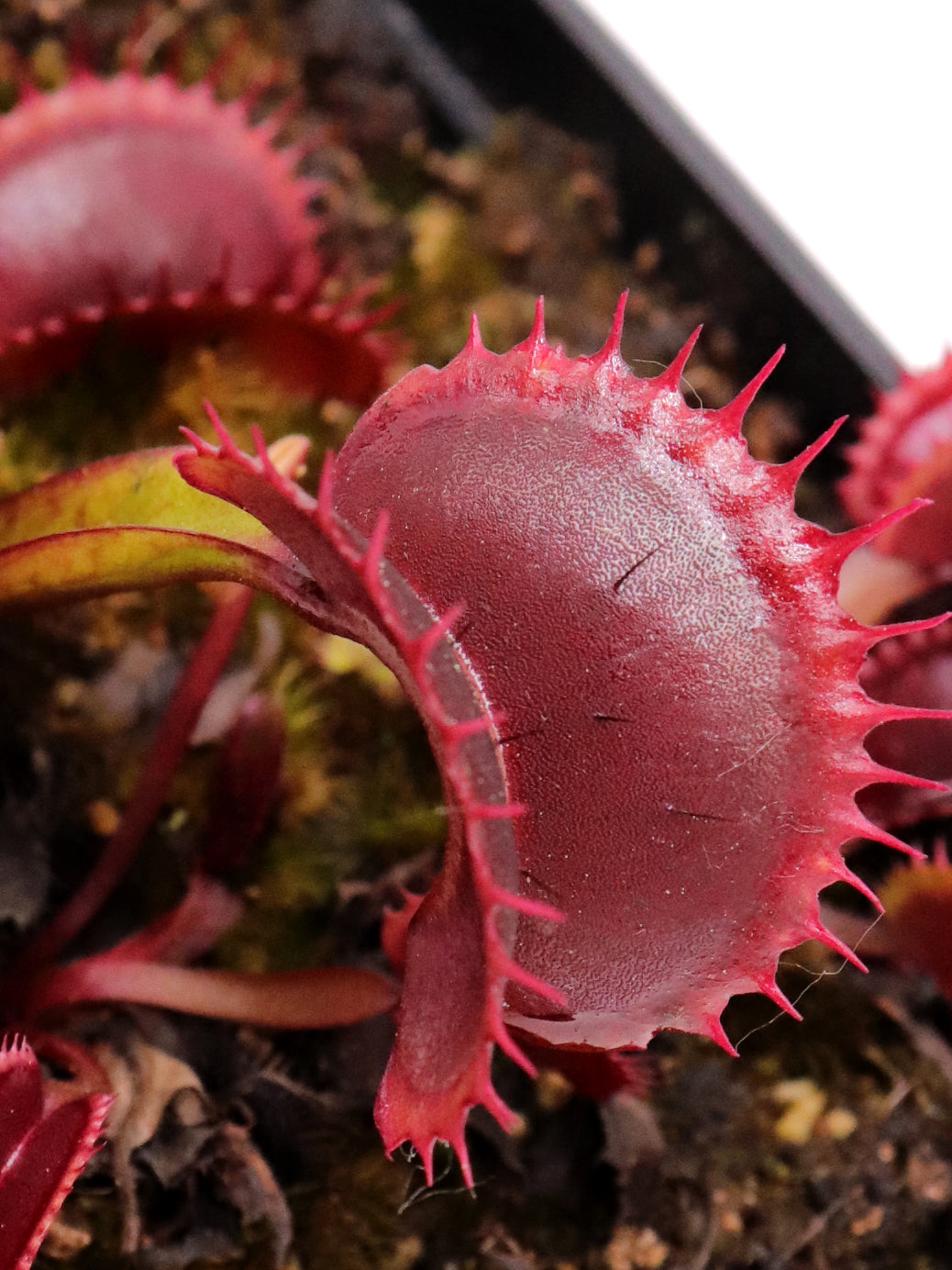 Dionaea muscipula FTS "Archangel"