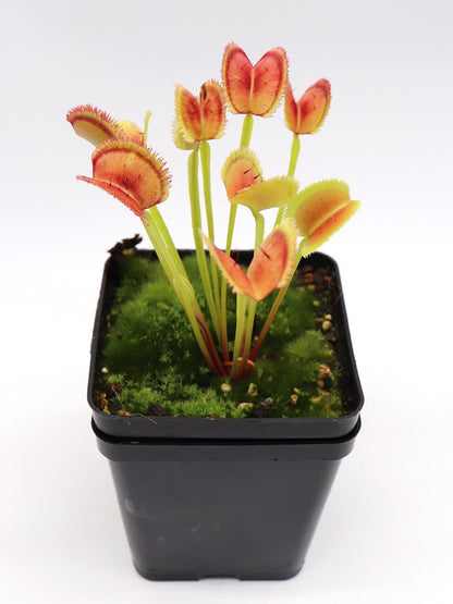 Dionaea muscipula 'Lunatic fringe'