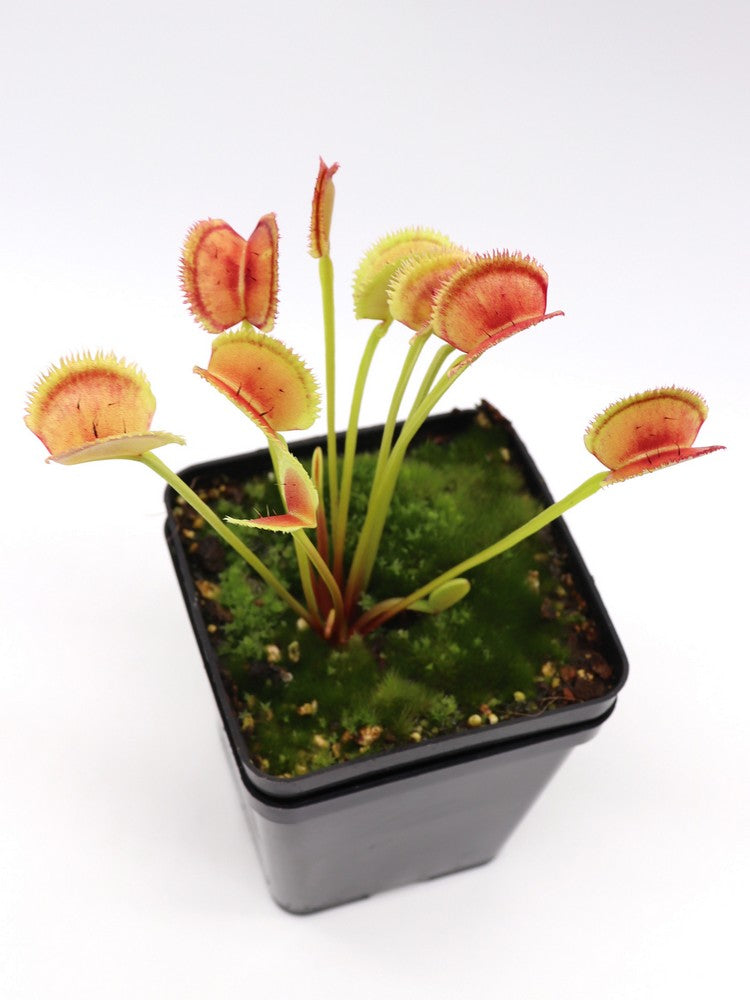 Dionaea muscipula 'Lunatic fringe'