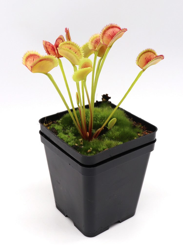 Dionaea muscipula 'Lunatic fringe'